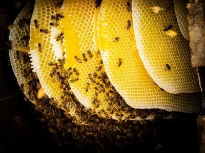 Forest-honey-by-honeeza